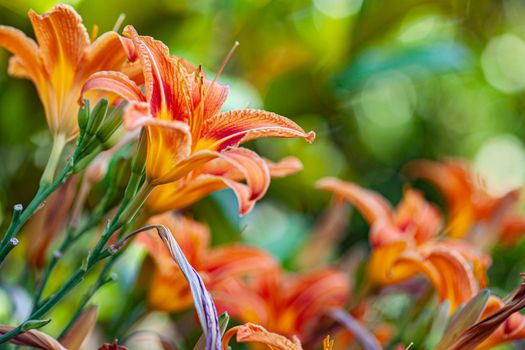 Macro shot of Orange Lilium flower detail in nature at sunset time