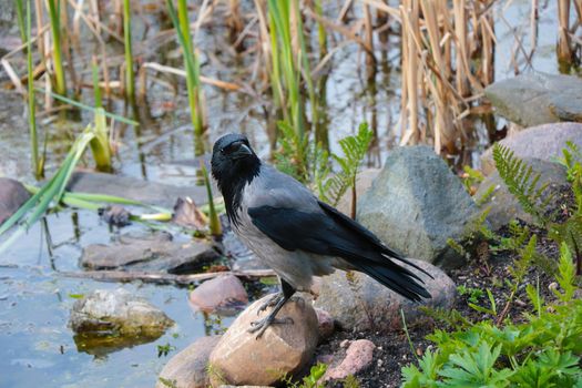 Close-up of a black crow standing on a stone