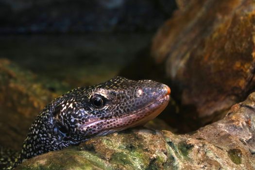 Close-up on a monitor lizard on a stone in the park