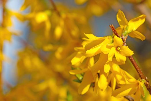 Beautiful yellow blooming forsythia in the park in spring