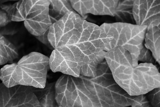 Blurred background, out of focus, black and white photo, texture of young leaves of a bush or flowers