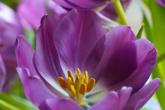 View of a young purple blooming tulip in the park