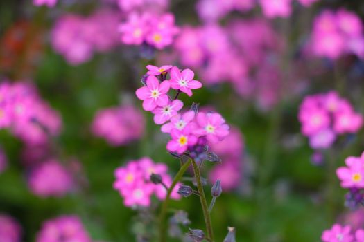 Beautiful perennial flowers bloom in the summer meadow