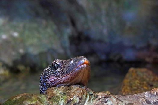 Close-up on a monitor lizard on a stone in the park