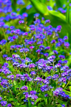 Beautiful blue perennial flowers in the summer park