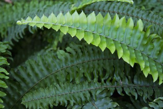 Dark green fern leaves in tropical environment. No people