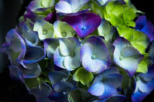 Hydrangea plant in full bloom. Pink and lilac color