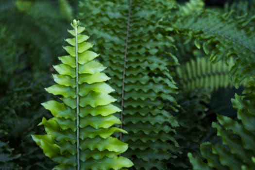 Dark green fern leaves in tropical environment. No people