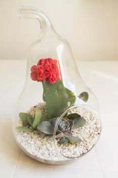 Succulent plant terrarium inside a glass pear. No people