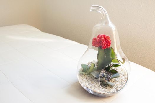 Succulent plant terrarium inside a glass pear. No people