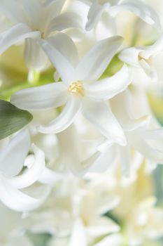 White hyacinth in full spring bloom. No people