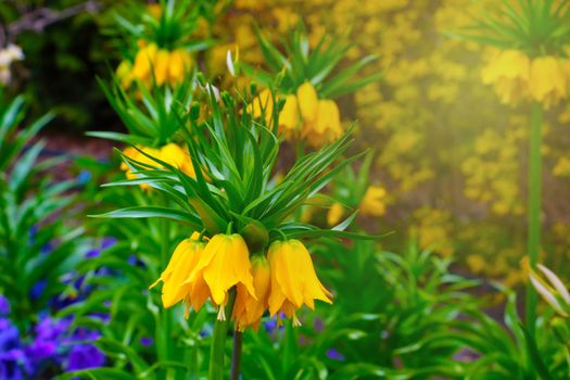 Yellow flowering imperial hazel grouse in the park in summer