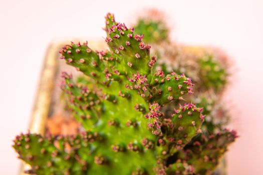 Flat cactus flower with pink needles. Indoor plant. Close-up