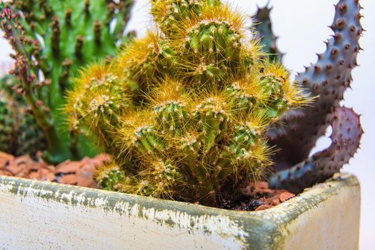 A set of cactus flowers in one pot. Composition from cacti. Close-up