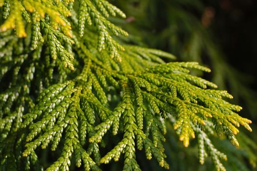 Young green branch of juniper in the park