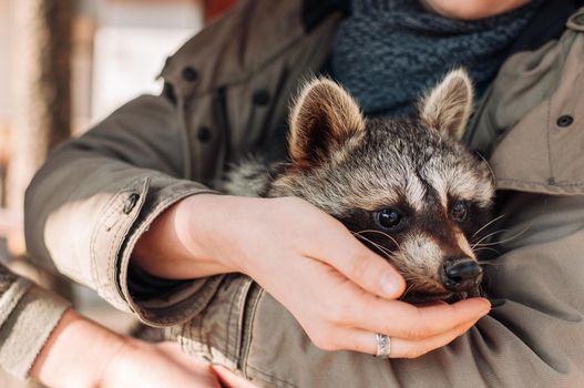 A cute raccoon sits in a girl's arms. The animal looks into the distance warily. fluffy male raccoon. A tamed mammal at a petting zoo. selective focus