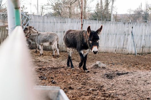 young dark white donkey walks on the closed territory of the farm. The animal is on the family ranch. Domestication of a wild mammal.