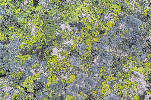 The texture of granite covered with a green bloom in the form of a beautiful pattern for many years