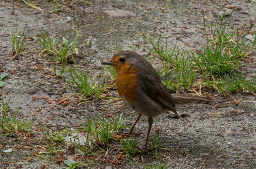 a robin bird in the garden  looking for food