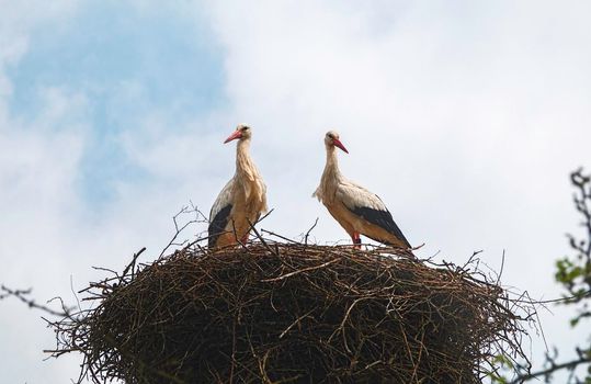 a couple of stork birds on a nest on a chimney in holland
