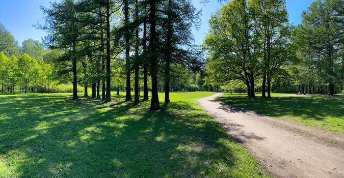 Panorama of first days of summer in a park, long shadows, blue sky, Buds of trees, Trunks of birches, sunny day, green meadow. High quality photo