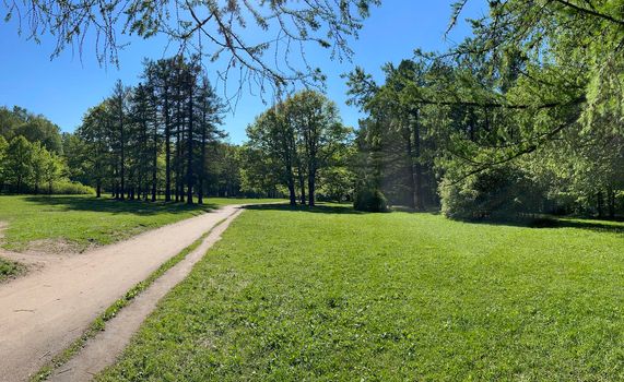 Panorama of first days of summer in a park, long shadows, blue sky, Buds of trees, Trunks of birches, sunny day, green meadow. High quality photo