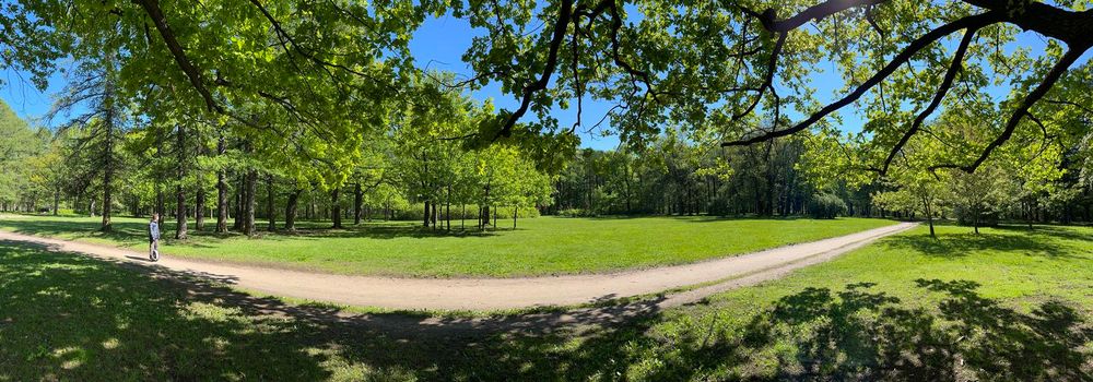 Panorama of first days of summer in a park, long shadows, blue sky, Buds of trees, Trunks of birches, sunny day, green meadow. High quality photo