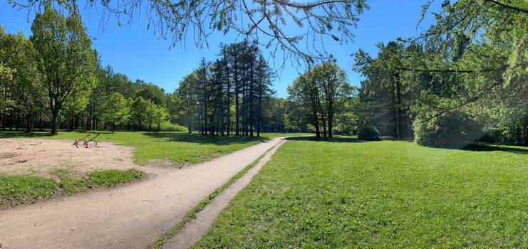 Panorama of first days of summer in a park, long shadows, blue sky, Buds of trees, Trunks of birches, sunny day, green meadow. High quality photo