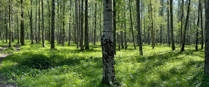 Panorama of first days of summer in a park, long shadows, blue sky, Buds of trees, Trunks of birches, sunny day, green meadow. High quality photo