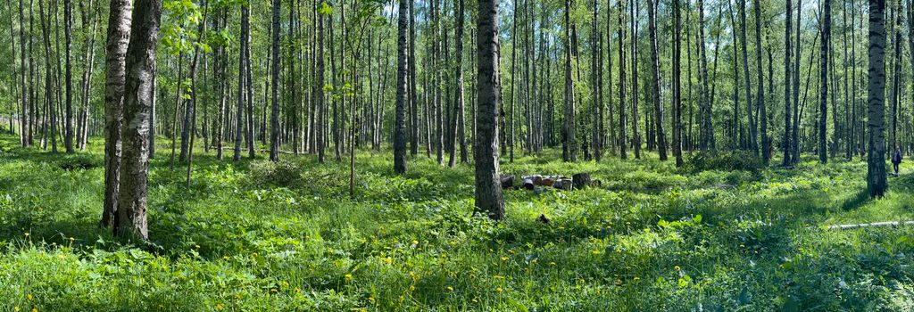 Panorama of first days of summer in a park, long shadows, blue sky, Buds of trees, Trunks of birches, sunny day, green meadow. High quality photo