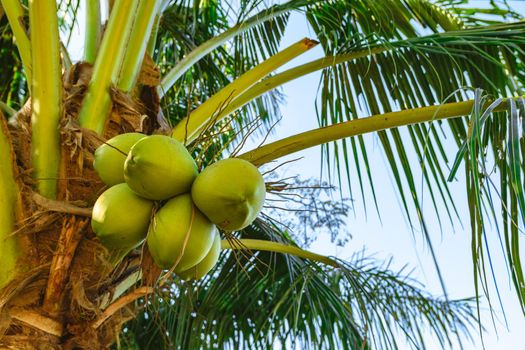 Green raw coconuts on a palm tree bottom view