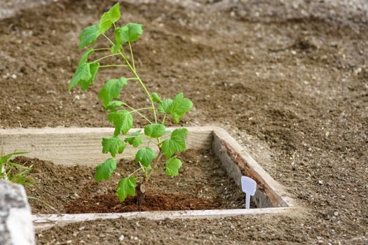 Currant seedling in a wooden flower bed on the background of weeded earth