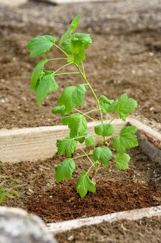 Freshly planted currant seedling in a wooden flower bed
