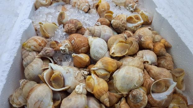 Fresh whelks, sea snails, on display at a UK fishmongers