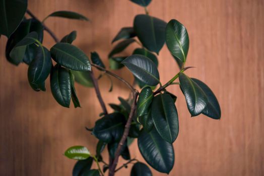 Home plant Ficus with fresh leaves on brown background. Background with green leaves of a ficus.