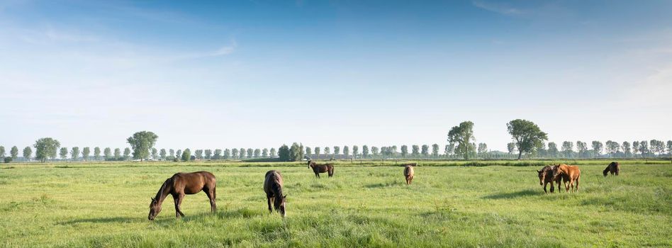 horses in green meadow countryside near nijmegen in the netherlands under blue sky in summer