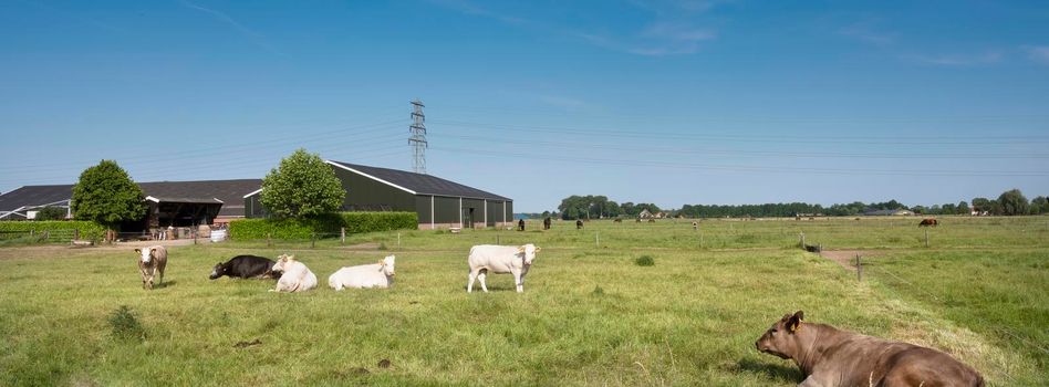 beef cows under blue summer sky in green grassy meadow in holland between nijmegen and arnhem near farm