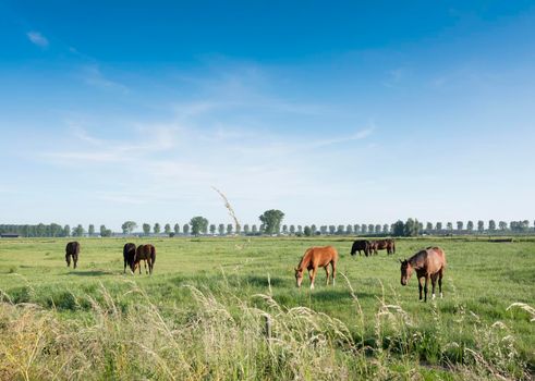 horses in green meadow countryside near nijmegen in the netherlands under blue sky in summer