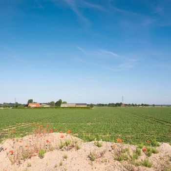 agricultural field near farm and blooming poppy flowers in summer landscape between arnhem and nijmegen in the netherlands under blue sky