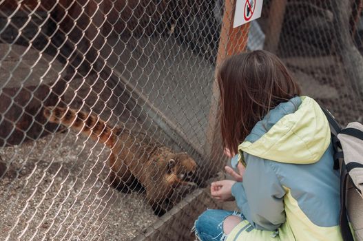 A coati climbs a cage grid at the family zoo. The girl feeds the nasua through the bars. Wild animals out of will