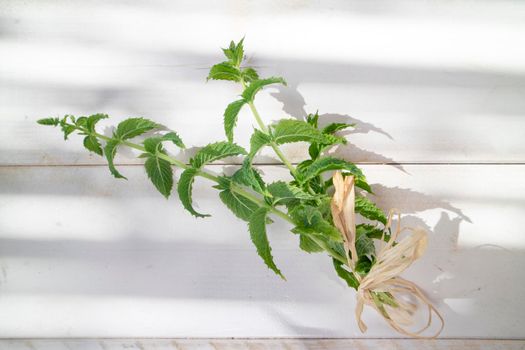 Photographic representation of a small bunch of peppermint on a white table 