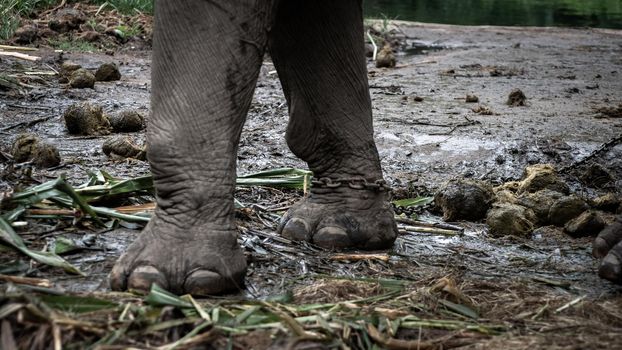 Close-up legs of a chained elephant in an elephant camp.