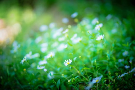 chamomiles flowers blooming in the field