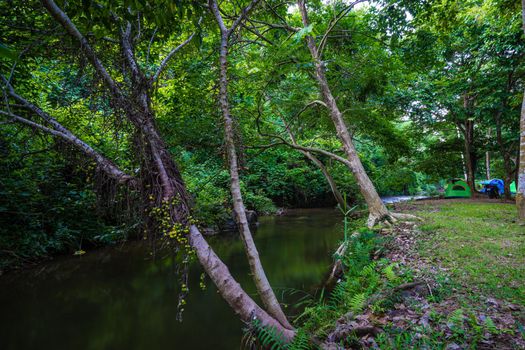 Camping and tent in nature park with fig tree