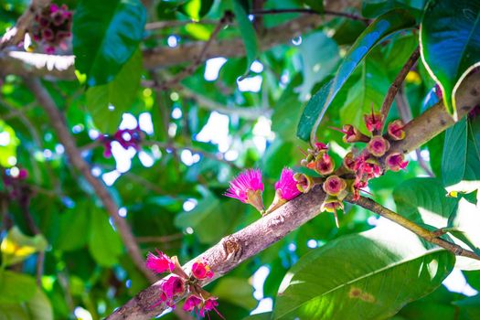 Malay apple, Malay rose apple flower on tree in the garden