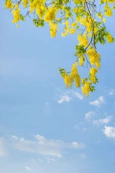 Golden shower flower is bloom and blue sky