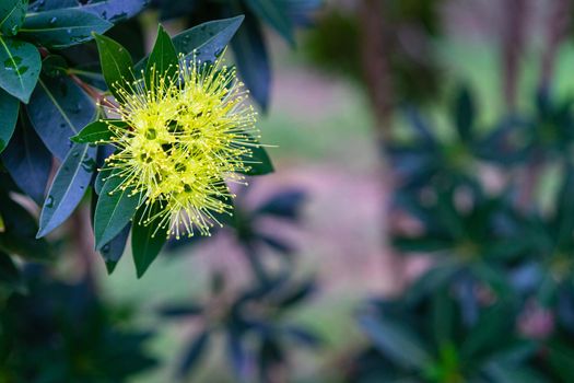 close-up of beautiful fluffy eucalyptus flowers on branch. Yellow flowers of the gumtree Angophora hispida.