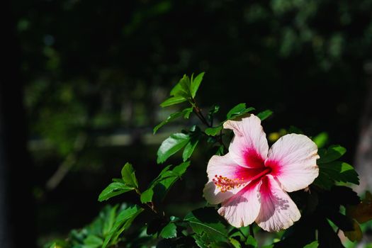 Close up of Chaba (hibiscus) flower in blooming with leaf in the garden