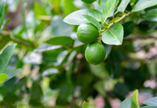 Green limes on a tree in the garden,excellent source of vitamin C.