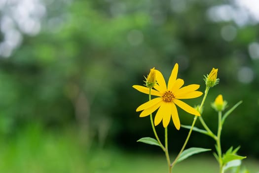 yellow flower in the garden and green leaf